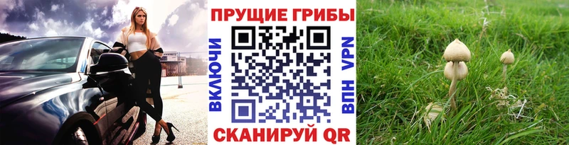 нарко площадка Telegram  Пересвет  Галлюциногенные грибы GOLDEN TEACHER 
